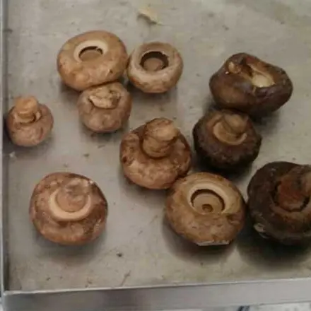 Mushroom Dryer: Ensuring Quality and Efficiency in Mushroom Processing